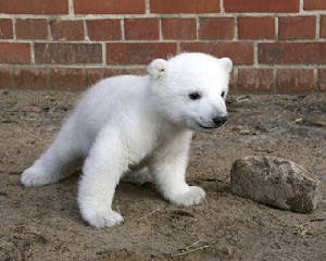 polarbaby.jpg