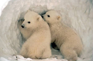 polarcubs.jpg