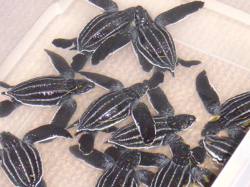 babyleatherbacks.jpg