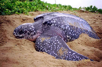 leatherback2.jpg